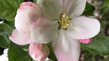 Blütenzweige für den Barbaratag: Steinobstblüte | Bild: Andreas Modery