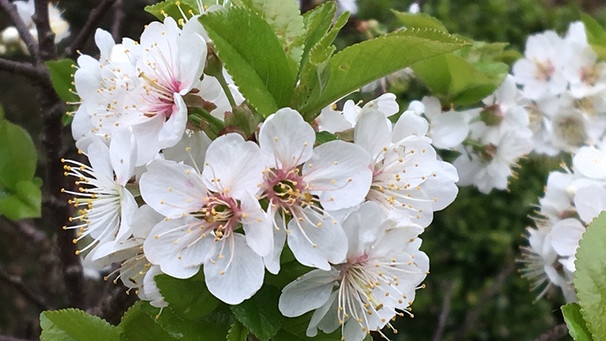 Blütenzweige für den Barbaratag: Apfelblüte | Bild: Andreas Modery