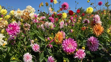 Dahlien müssen im Frühling gesetzt werden, damit sie im Sommer blühen | Bild: Andreas Modery