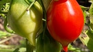 Mein grüner Lieblingsplatz: Tomaten, sogenannte Venus Nippel | Bild: Andreas Modery