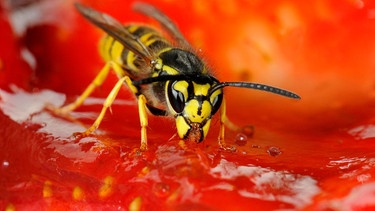 Eine Wespe auf einer Erdbeere | Bild: picture alliance / imageBROKER | Michael Weber