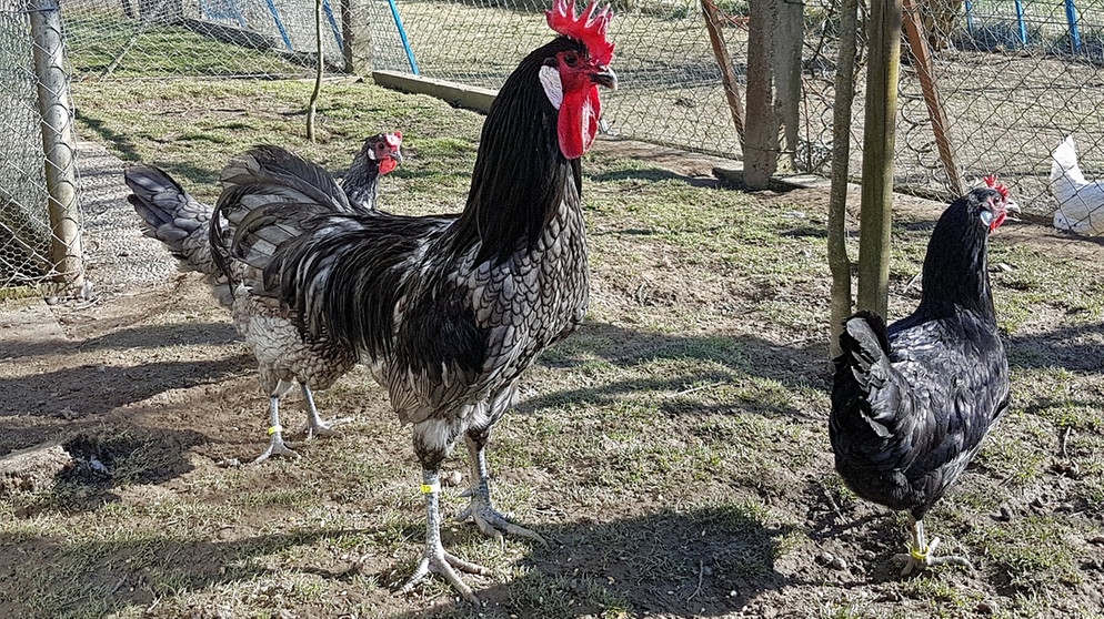 Warnwesten für Hühner: Warnwesten für Hühner auf Zwetschgenjagd, Bayern 1, Radio