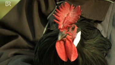 Formvollendeter Kronenkamm eines Augsburger Huhn | Bild: BR