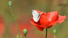 Schmetterling, der auf rotem Mohn sitzt: Wer trägt die Verantwortung dafür, dass immer mehr Insekten verschwinden? | Bild: picture-alliance/dpa