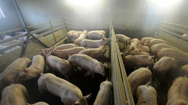 Schweine in Gruppen | Bild: picture-alliance/dpa
