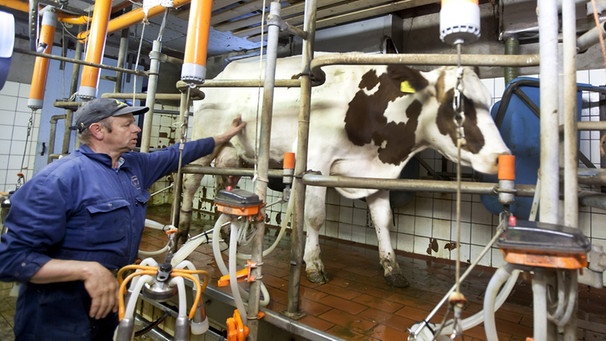 Kein Wochenende, kein Urlaub: Die Kühe müssen 365 Tage im Jahr gemolken werden. Bauern verdienen im Durchschnitt nur ein Drittel dessen, was ein Arbeiter bekommt. | Bild: picture-alliance/dpa