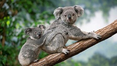 Zwei Koalas auf einem Baum | Bild: picture-alliance/dpa