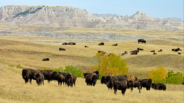 Amerikanischer Bison oder Büffel (Bison bison), Herde in der Prärie, Sage Creek Wilderness, Badlands National Park, South Dakota, USA, Nordamerika | Bild: picture-alliance/dpa