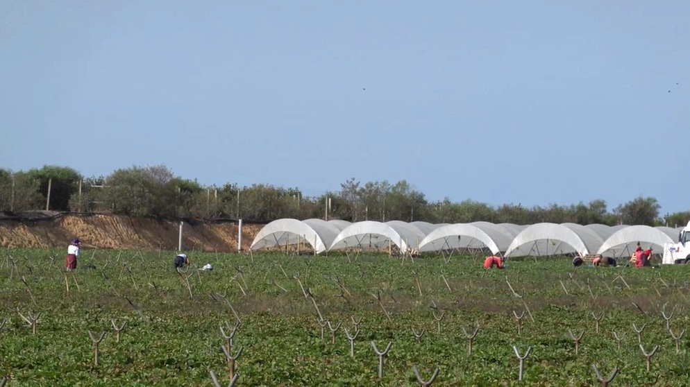 Erdbeerpflücker auf einem Feld mit Treibhaus in Huelva | Bild: ARD/Reinhard Spiegelhauer