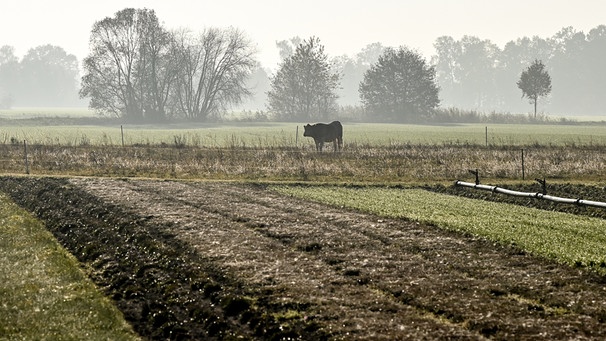 Ein Rind steht bei nebligem Wetter auf einer Weide. | Bild: picture alliance/dpa/dpa-Zentralbild | Patrick Pleul
