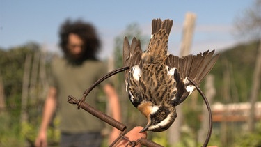 Braunkehlchen in Falle in Italien. Viele Singvögel sterben Jahr für Jahr in illegalen Netzen, weil die Vögel in Ländern wie Italien immer noch als Delikatesse gelten. | Bild: picture-alliance/dpa
