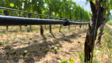 Tröpfchenbewässerung beim Wein. | Bild: BR/Caroline Hasenauer
