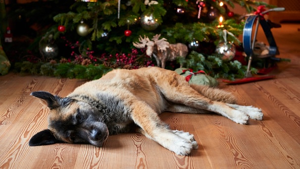 Hund liegt vor Weihnachtsbaum | Bild: mauritius images / Jan Schmiedel