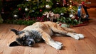 Hund liegt vor Weihnachtsbaum | Bild: mauritius-images