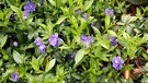 Blühendes Immergrün mit lila Blüten | Bild: mauritius images / Garden World Images / GWI/Martin Hughes-Jones
