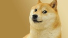 Das Doge Meme | Bild: YouTube