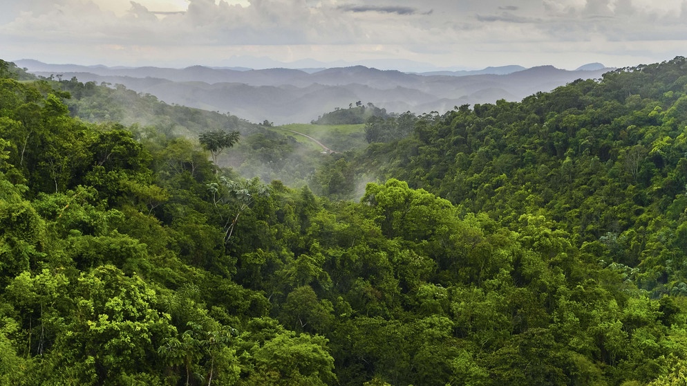 Regenwald mit Gebirgskette im Hintergrund | Bild: BR24