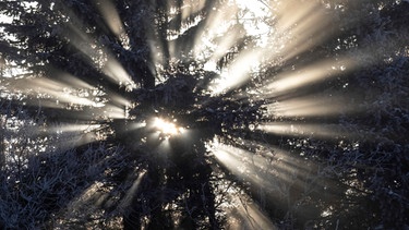 Sonnenstrahlen durchscheinen den Wald | Bild: picture-alliance/dpa