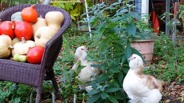 Zwei Hühner neben einem Stuhl mit Kürbissen | Bild: picture-alliance/dpa