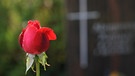 Grab mit Rose auf Friedhof | Bild: picture-alliance/dpa