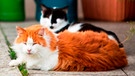Zwei Katzen entspannen in einer Hofeinfahrt | Bild: BR / Max Hofstetter