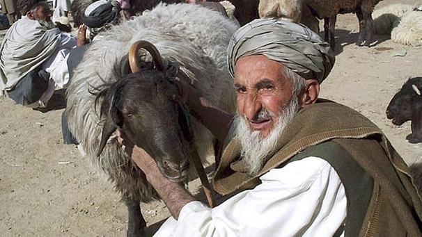 Islamisches Opferfest: Viehhändler wartet auf Kunden für Opfertiere | Bild: picture-alliance/dpa