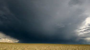 Regen über Getreidefeld | Bild: picture-alliance/dpa