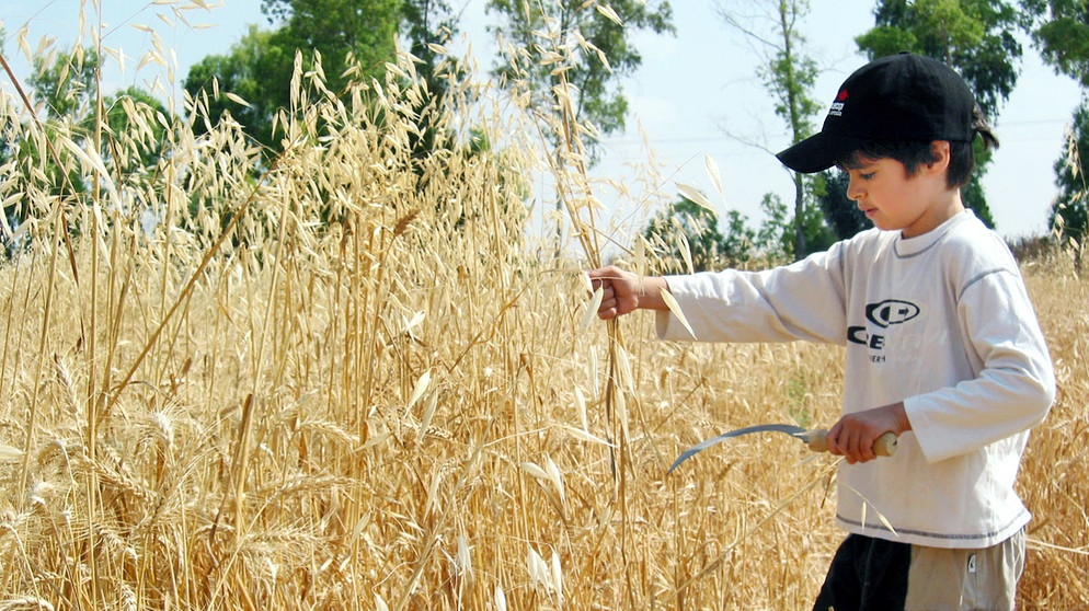 Jüdischer Junge mit Sichel bei der Getreide-Ernte | Bild: picture-alliance/dpa