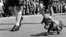 Bei einem Oktoberfestumzug von 1954 läuft ein verkleideter Dachelm mit | Bild: picture-alliance/dpa