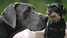 Rieseiger Doggenkopf schnüffelt an kleinem Dackel | Bild: picture-alliance/dpa