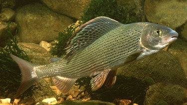 Fischarten wie die Äsche reagieren empfindlich auf die Isar-Erwärmung. | Bild: picture-alliance/dpa