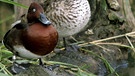 Im Vogelparadies an der Isar genießt die Moorente einen ruhigen Moment. | Bild: picture-alliance/dpa