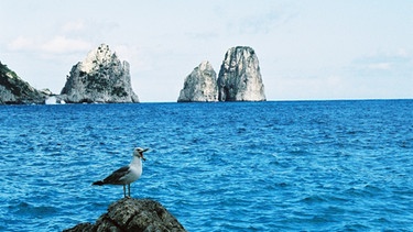 Felsklippen vor der Insel Capri | Bild: Helga Keiser-Hayne