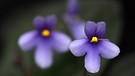 Blaue Blüte des Usambaraveilchens in Nahaufnahmen | Bild: picture alliance / dpa Themendienst | Andrea Warnecke