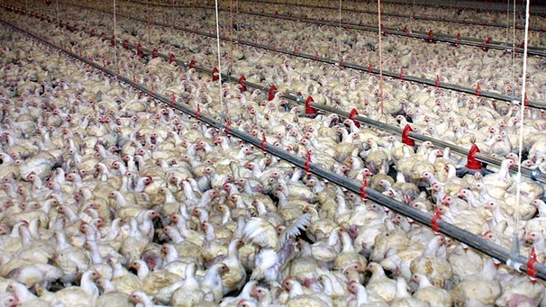 Symbolbild: Massentierhaltung von Hühnern | Bild: picture-alliance/dpa