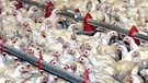 Symbolbild: Massentierhaltung von Hühnern | Bild: picture-alliance/dpa
