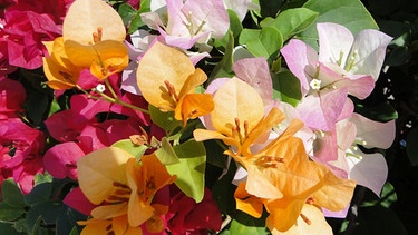Blüten in verschiedenen Farben | Bild: colourbox.com