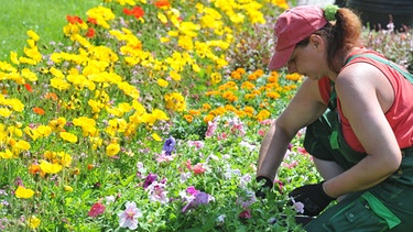 Gärtnerin pflegt eine Blumenrabatte | Bild: picture-alliance/dpa