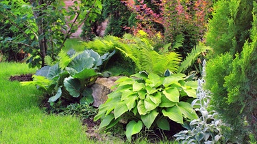 Pflanzenarrangement im Garten | Bild: colourbox.com