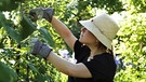 Eine Frau arbeitet im Garten | Bild: picture-alliance/dpa