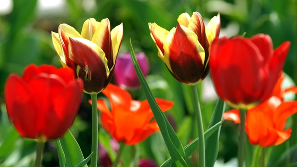 Tulpen | Bild: picture-alliance/dpa