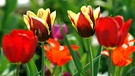 Tulpen | Bild: picture-alliance/dpa