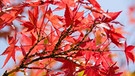 Japanischer Ahorn in Herbstfärbung | Bild: colourbox.com