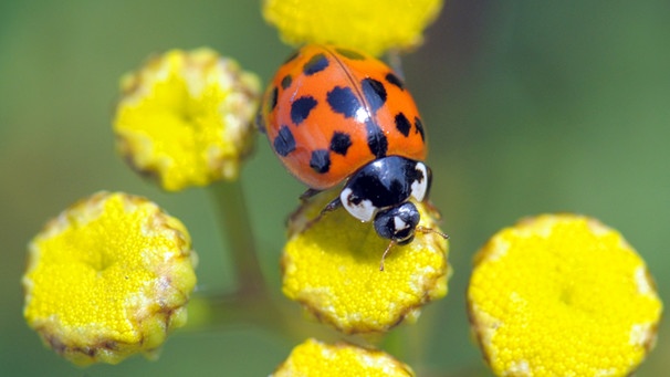 Ein Marienkäfer sitzt auf einer Pflanze | Bild: picture-alliance/dpa