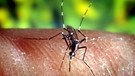 Malaria-Mücke | Bild: picture-alliance/dpa