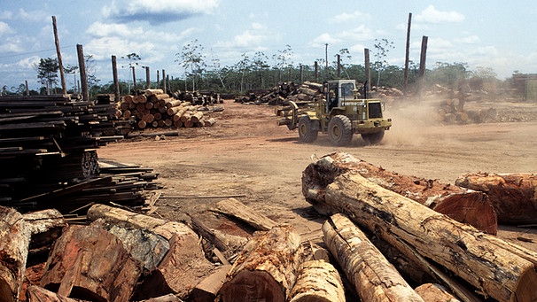 Symbolbild: Abgeholzte Gebiete des Amazonas | Bild: picture-alliance/dpa