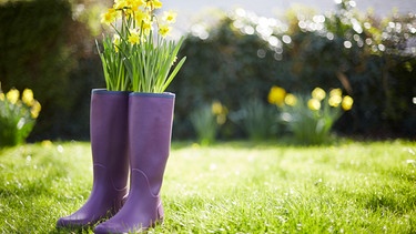Gelbe Narzissen wachsen aus lila Gummistiefeln auf grüner Wiese. Der Frühling ist da.  | Bild: colourbox.com