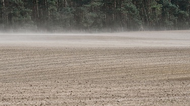 Wind wirbelt Staub von einer trockenen Ackerfläche in der Nähe eines Waldgebiets auf. | Bild: dpa-Bildfunk