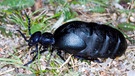 Der Schwarzblaue Ölkäfer ist Insekt des Jahres 2020. | Bild: dpa-Bildfunk/Frank Hecker/Senckenberg