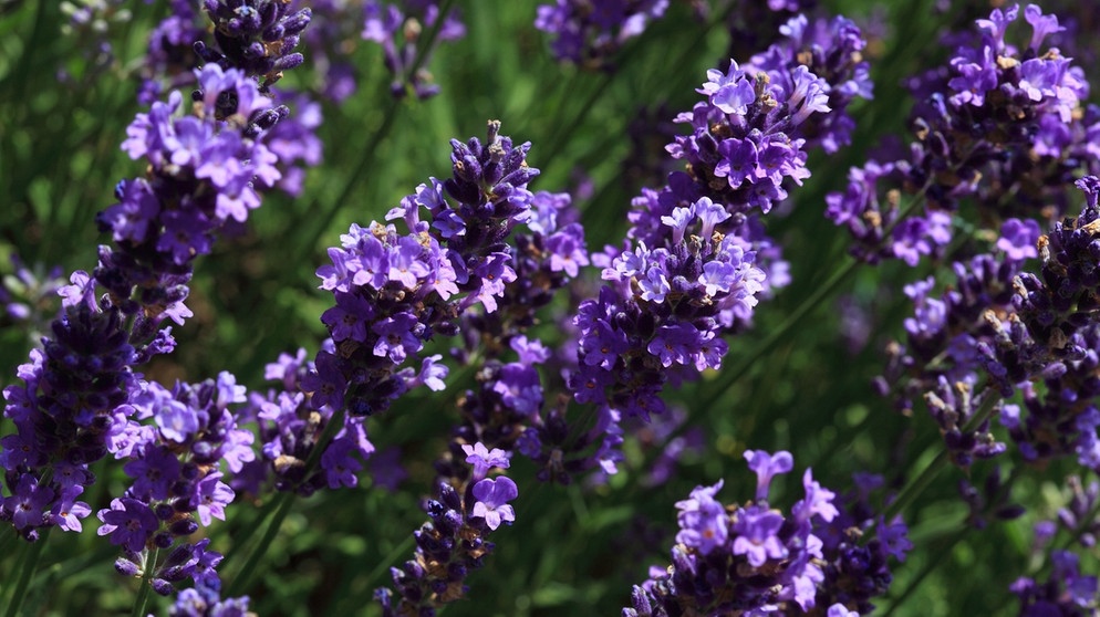 Echter Lavendel - Arzneipflanze des Jahres 2020 | Bild: picture-alliance/dpa